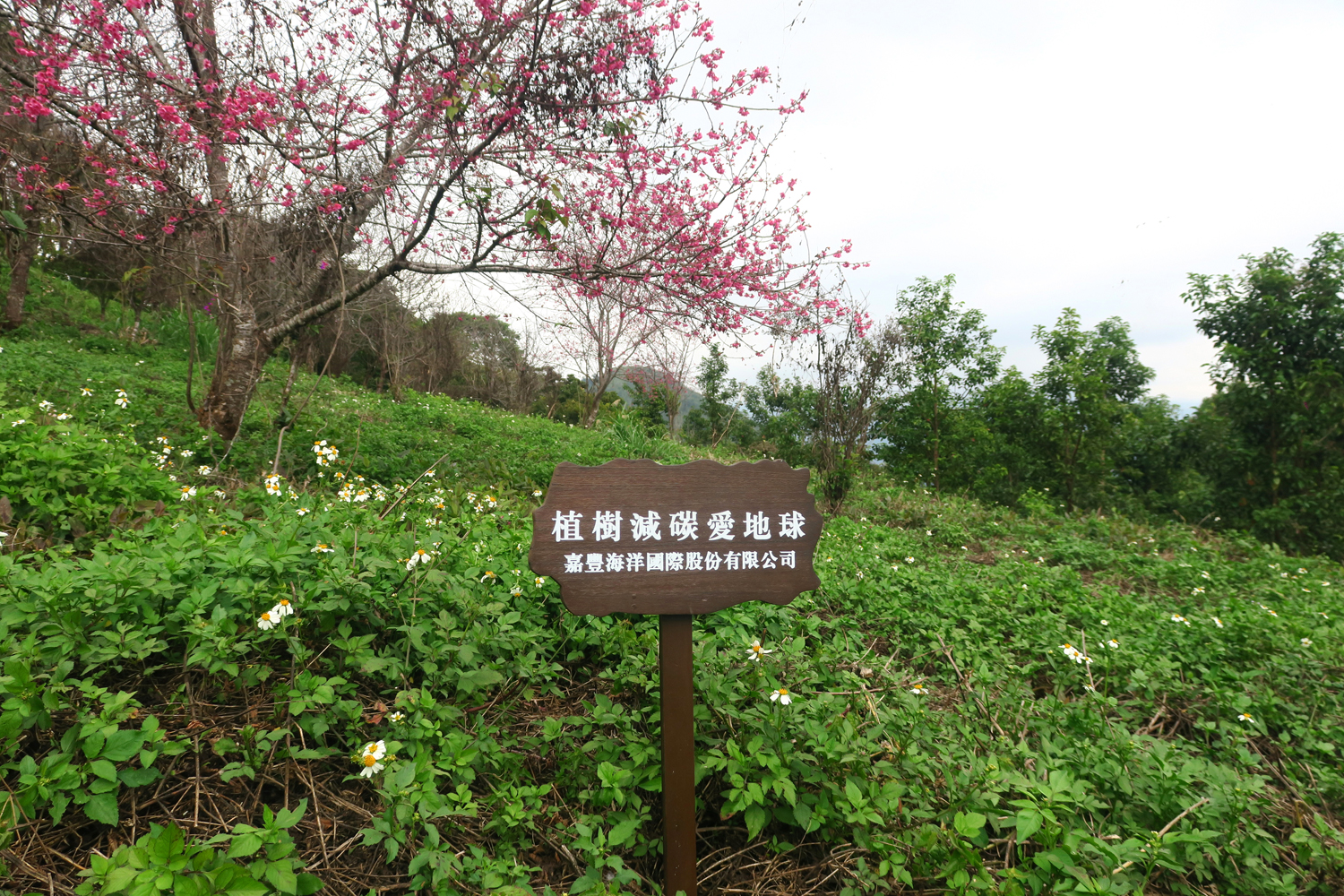 嘉豐海洋國際-社會責任 | 嘉豐海洋國際 海洋植樹造林計劃