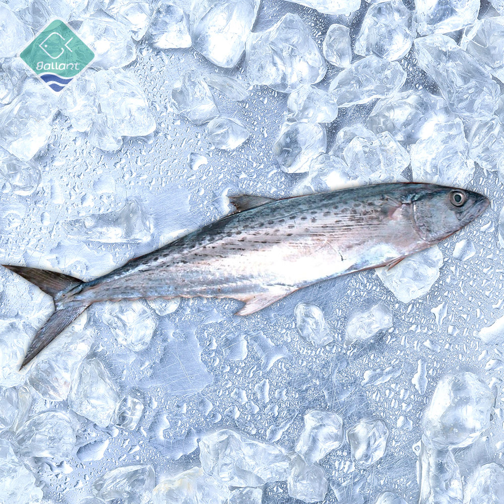 japanese-mackerel.jpg